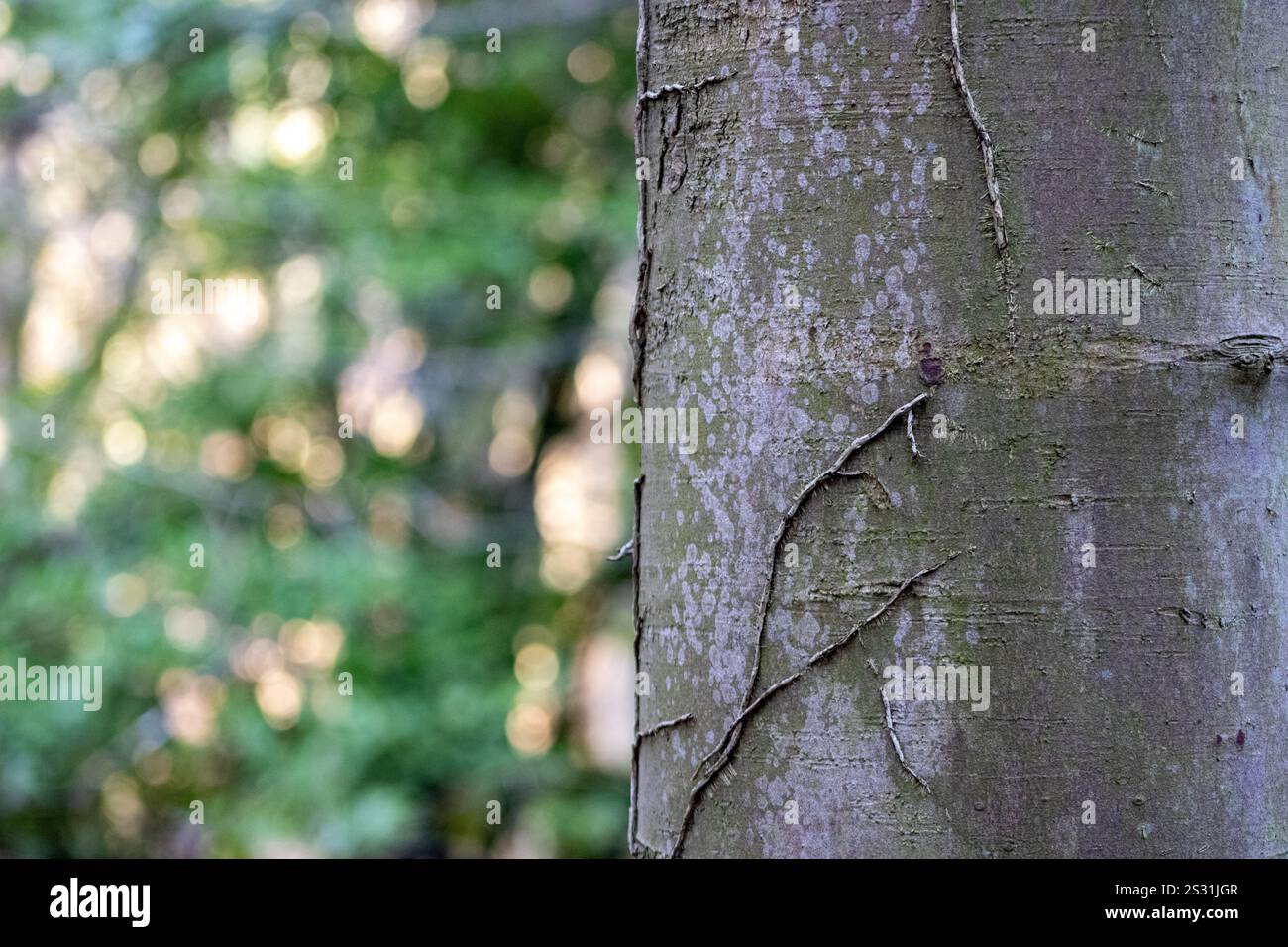 Gros plan de l'arbre, écorce latérale. Banque D'Images