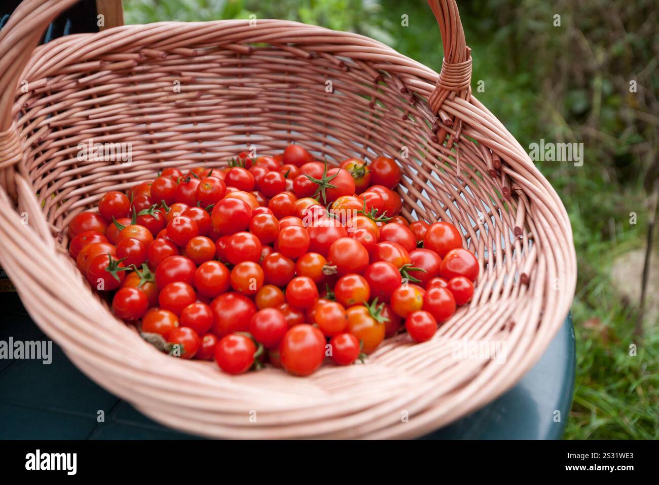 Tomates dans un panier à un marché fermier Banque D'Images