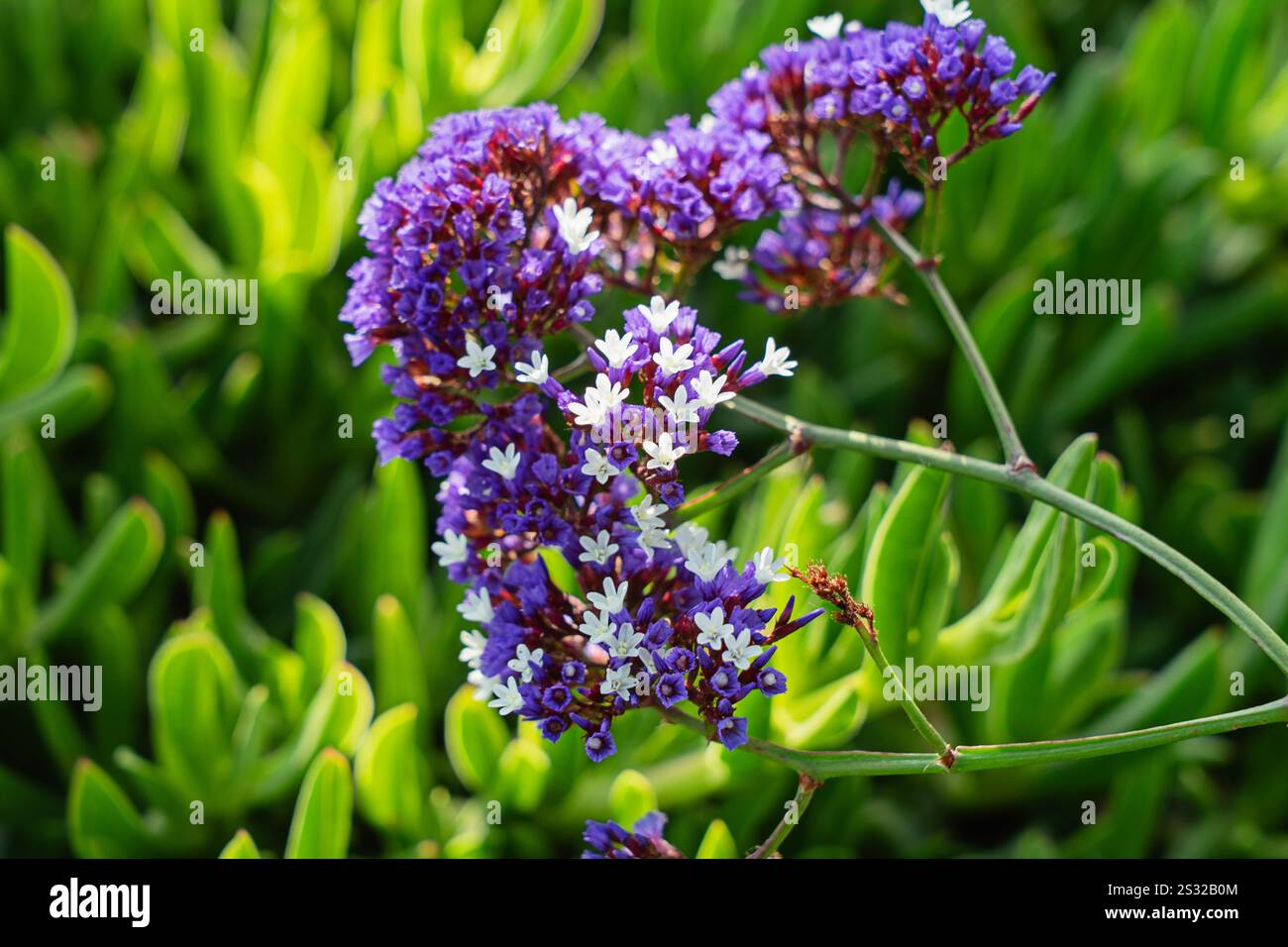 Fleurs violettes et blanches éclatantes à la lumière du soleil Banque D'Images