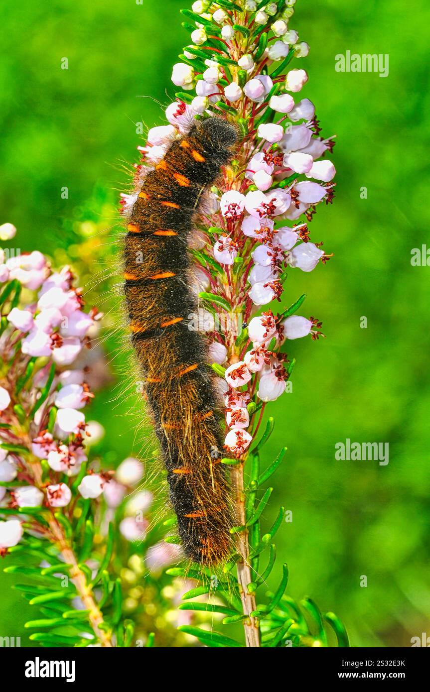 Fox Moth Caterpillar (Macrothylacia rubi) Banque D'Images