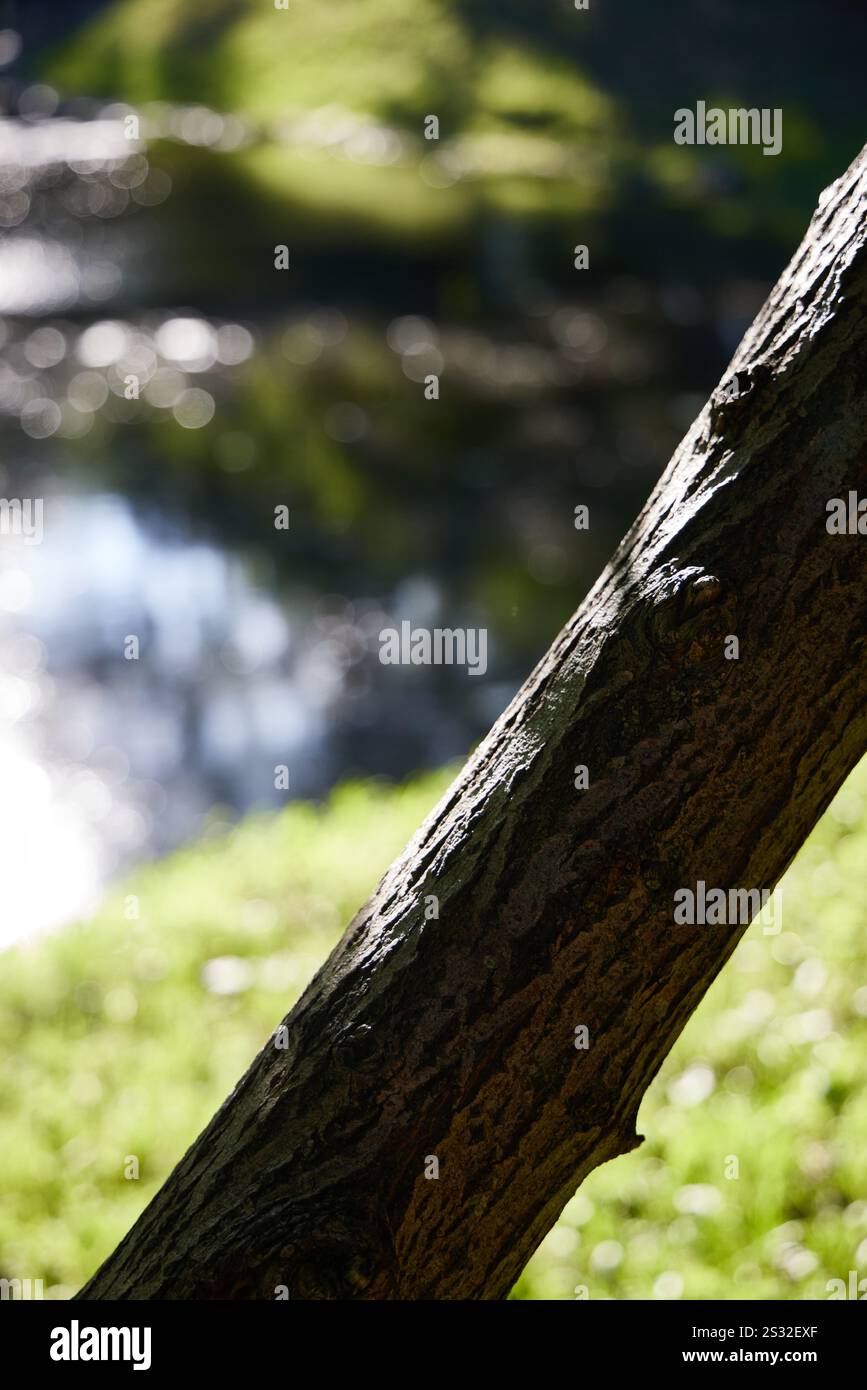 Une scène de nature tranquille avec un arbre magnifiquement ensoleillé avec un reflet de l'eau sereine Banque D'Images