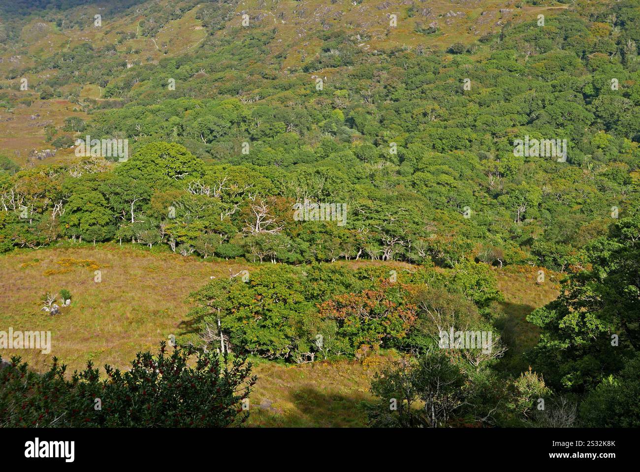 Vue des dames du parc national de Killarney, comté de Kerry, province de Munster, République d'Irlande, Europe Banque D'Images