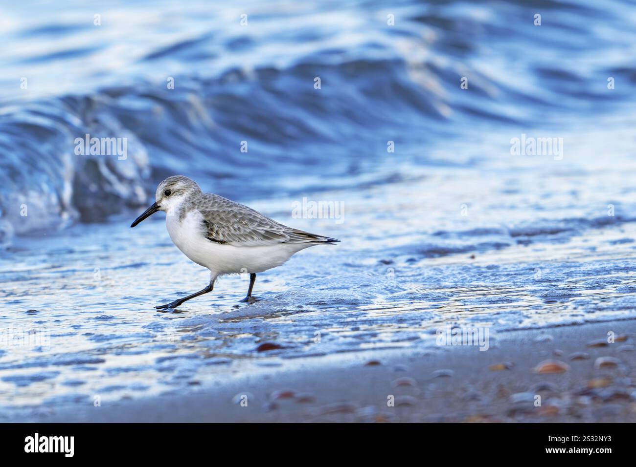 Sanderling (Calidris alba) dans le plumage non reproductif de la recherche en eau peu profonde sur une plage de sable le long de la côte de la mer du Nord en hiver Banque D'Images