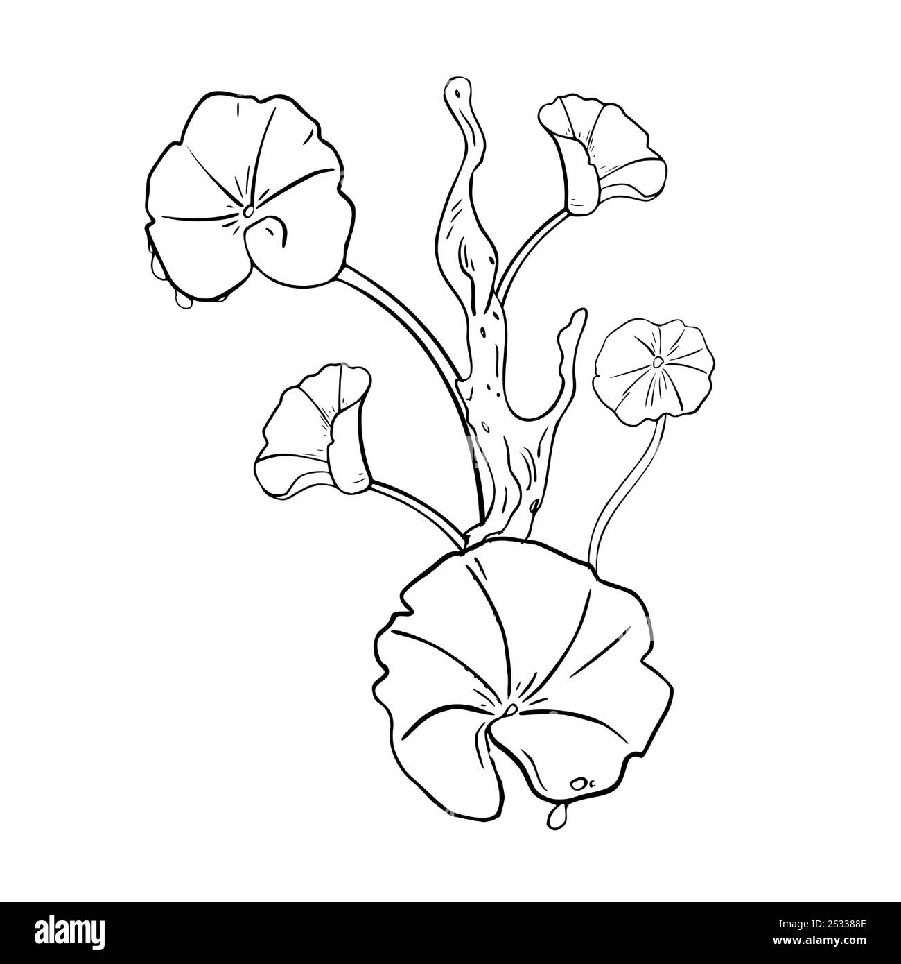Plantes Centella asiatica sur bois flotté noir blanc illustration vectorielle isolée. Feuilles rondes asiatiques de pennywort, plantes à base de plantes gotu kola dessinées à la main Illustration de Vecteur