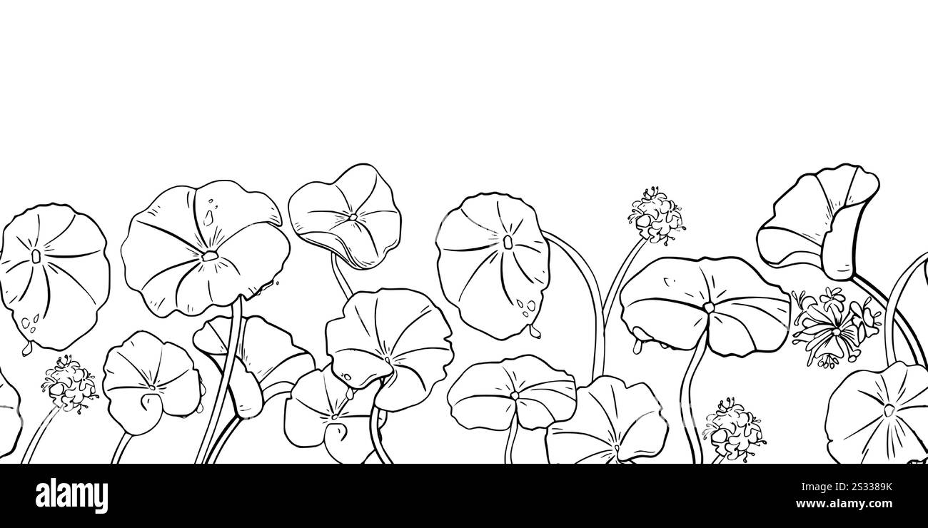 Centella asiatica plante médicinale vecteur blanc noir sur bordure sans couture. Texture répétée de pennywort indien, plante de feuilles rondes gotu kola peinte dedans Illustration de Vecteur