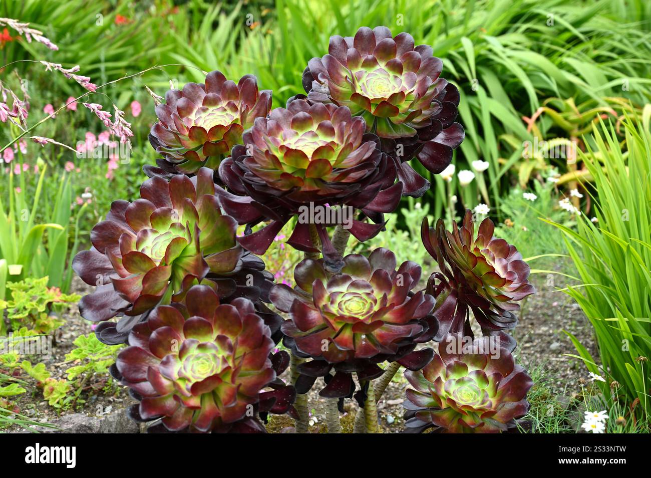 Feuilles d'été rougeâtre-violet et vertes charnues de houseleek ou d'Aeonium 'Cyclops' dans le jardin britannique juillet Banque D'Images