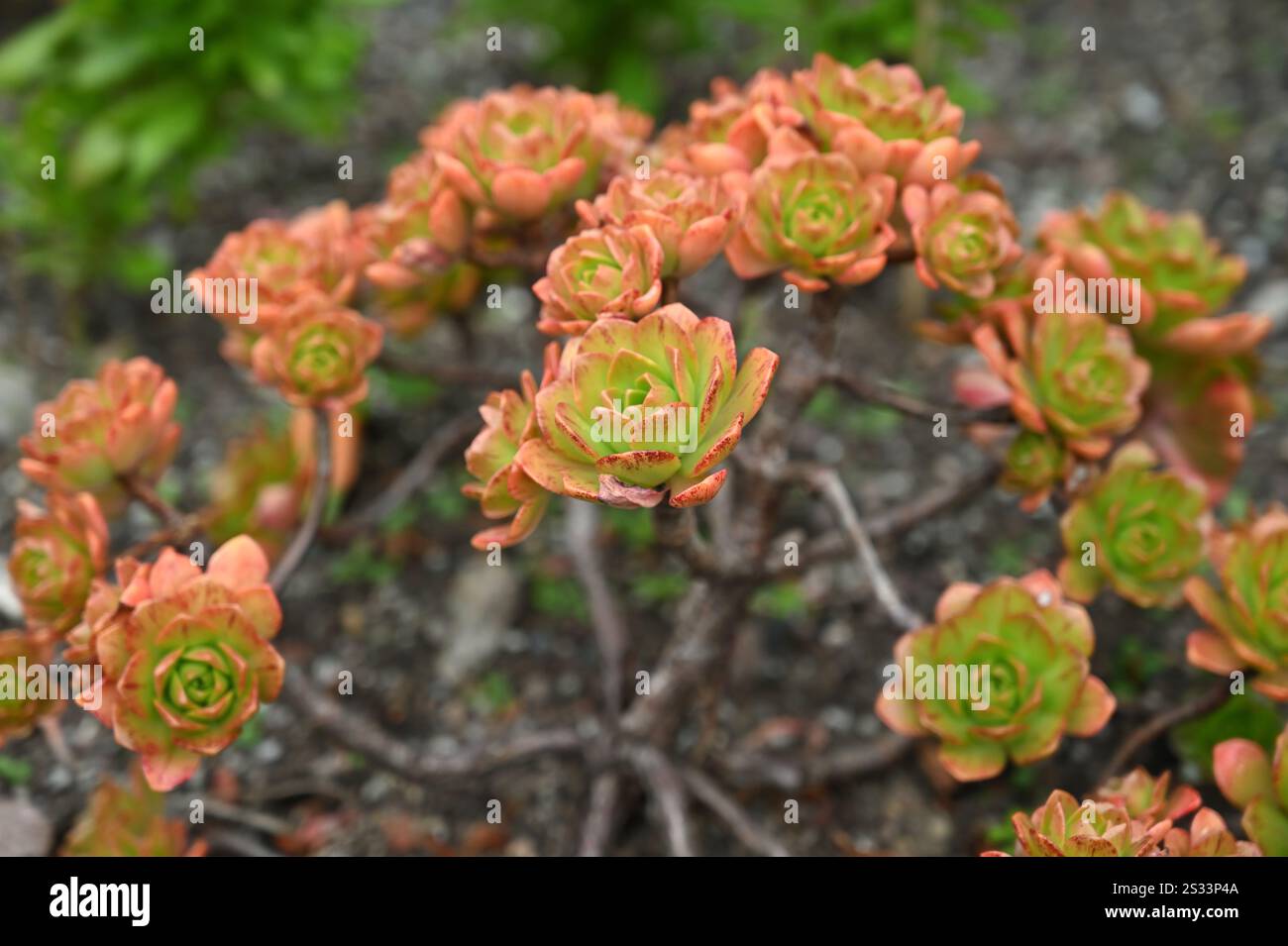 Feuilles d'été charnues orange et vertes d'arbre houseleek ou médaille de bronze Aeonium dans le jardin britannique juillet Banque D'Images