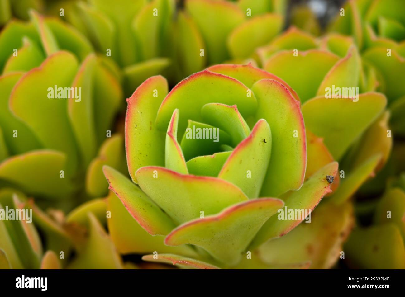 Feuilles d'été vertes charnues à pointe rouge d'arbre houseleek ou Aeonium canariense var. Virgineuml dans le jardin britannique juillet Banque D'Images