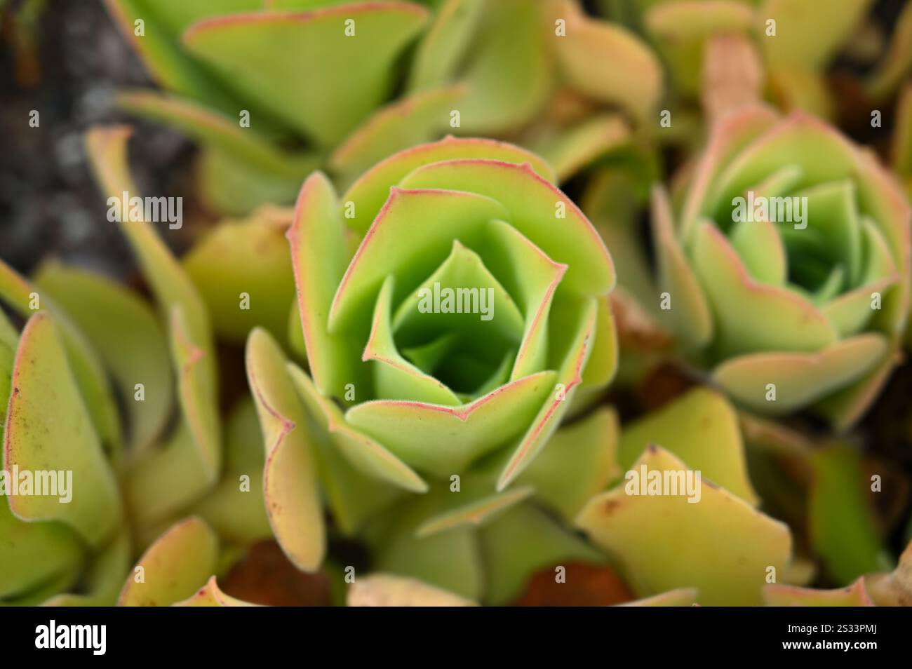 Feuilles d'été vertes charnues à pointe rouge d'arbre houseleek ou Aeonium canariense var. Virgineuml dans le jardin britannique juillet Banque D'Images