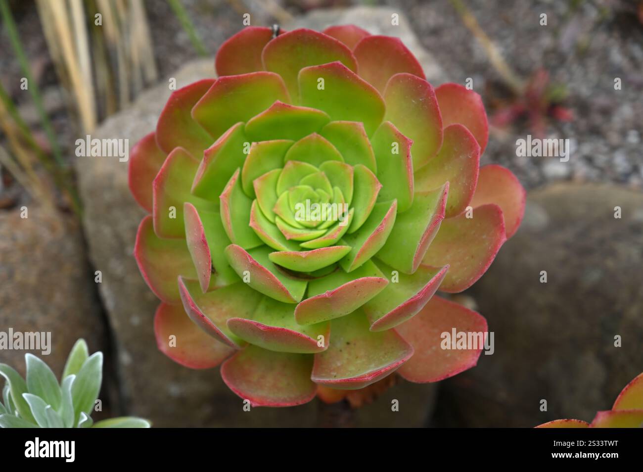 Feuilles d'été vertes charnues à pointe rouge de l'arbre houseleek ou Aeonium David Bramwellii dans le jardin britannique juillet Banque D'Images