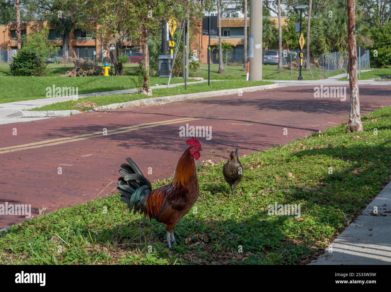 Les poulets errent dans les rues de Ybor City à Tampa Banque D'Images