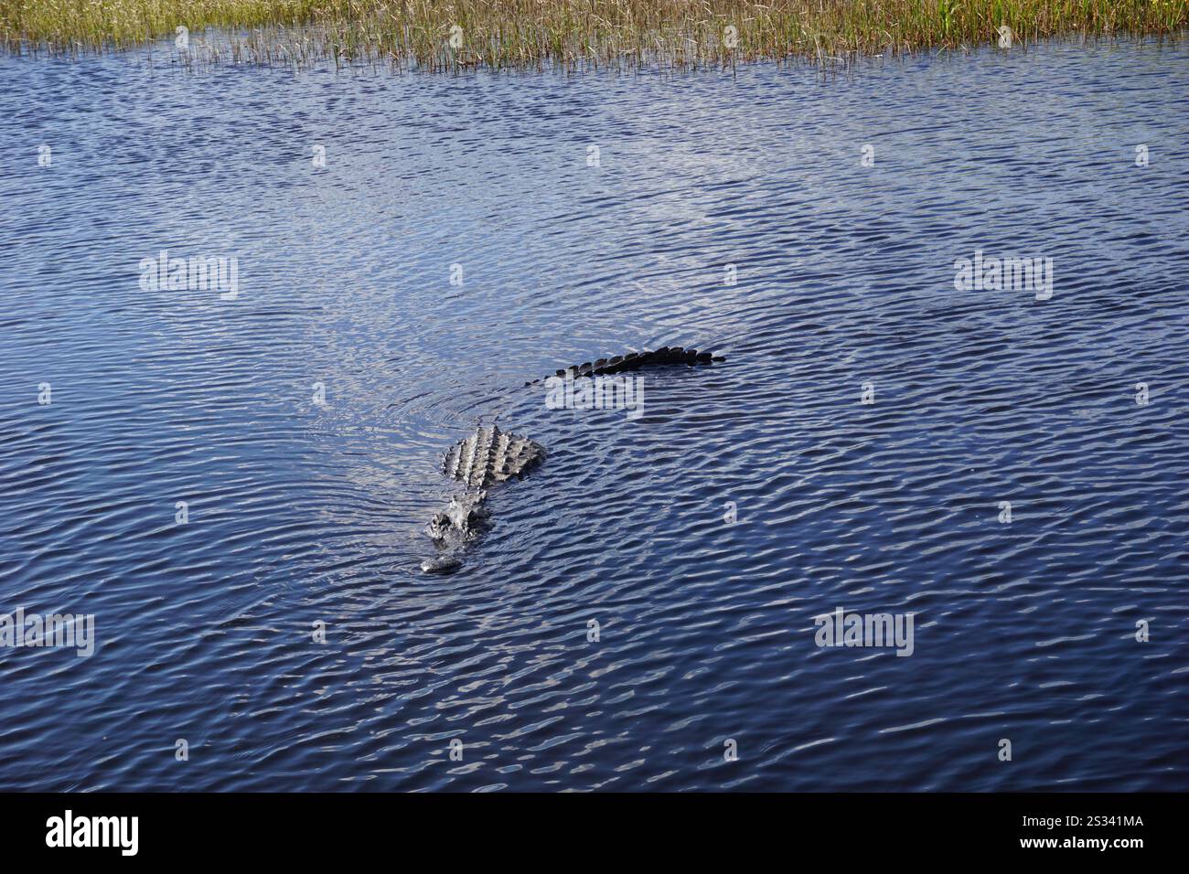 Un alligator nage dans les eaux boueuses des marécages des Everglades, en Floride, pour chasser de la nourriture, vue lors d'une excursion en hydroglisseur. Banque D'Images