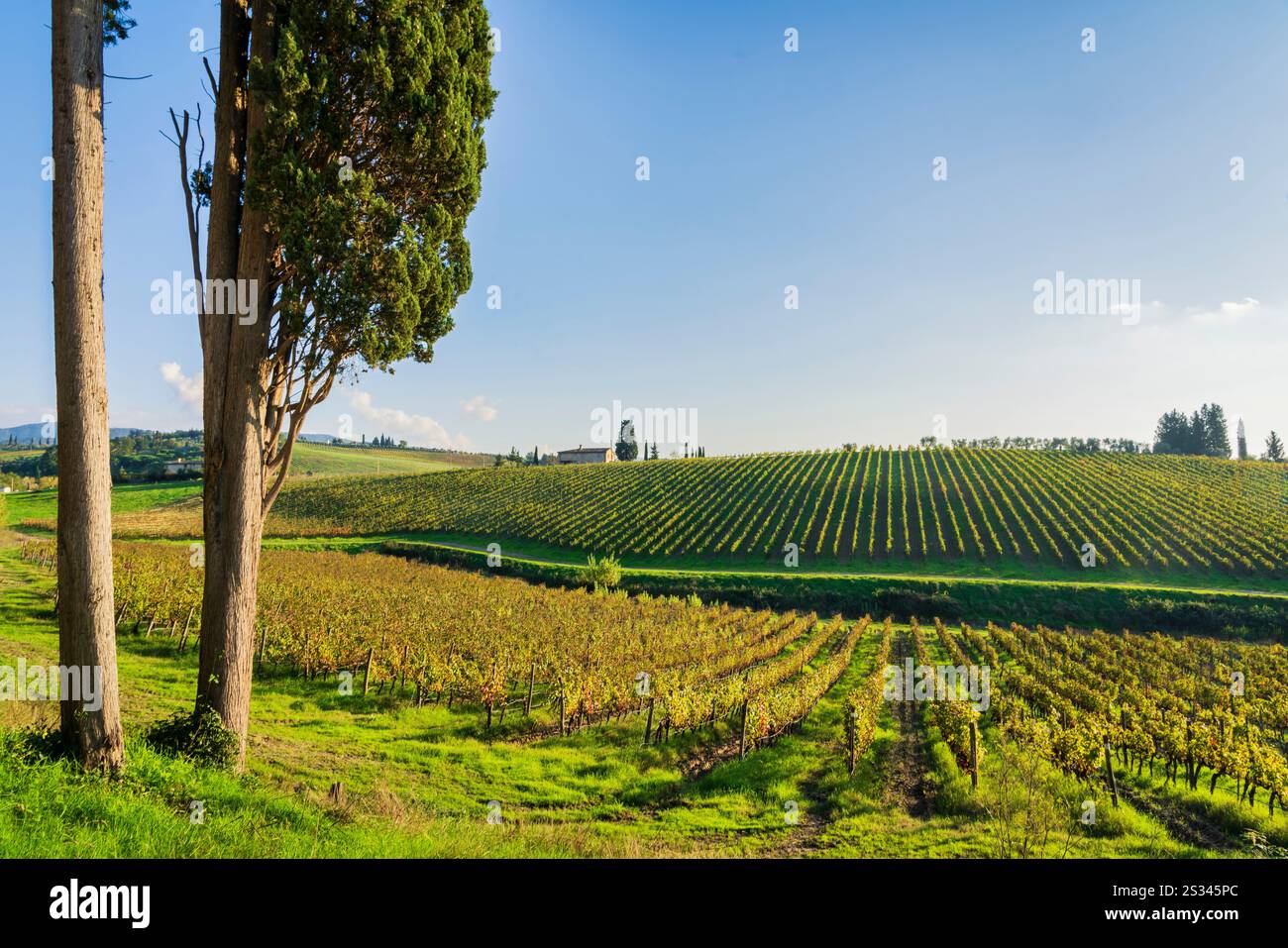 Cyprès et vignobles du Chianti paysage en automne. Province de Florence, région Toscane, Italie, Europe. Banque D'Images Cyprès et vignobles du Chianti paysage en automne. Province de Florence, région Toscane, Italie, Europe. Banque D'Images