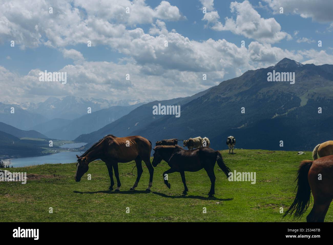 Les chevaux paissent dans les prairies montagneuses des Alpes italiennes par une journée d'été ensoleillée. Photo de haute qualité Banque D'Images