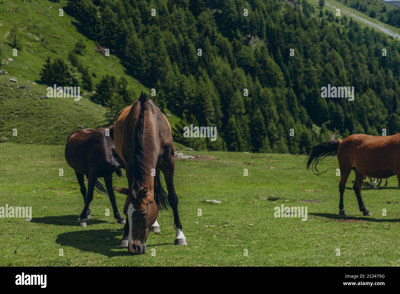 Les chevaux paissent dans les prairies montagneuses des Alpes italiennes par une journée d'été ensoleillée. Photo de haute qualité Banque D'Images