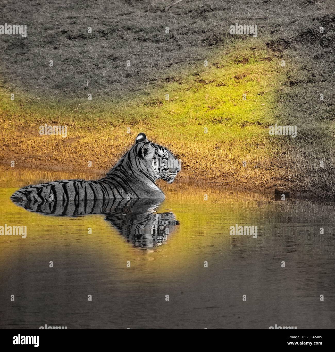 Tigre, Panthera tigris en Kabini. Parc national de Nagarahole, Inde Banque D'Images