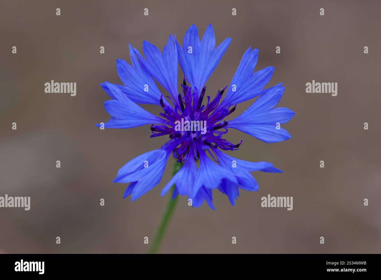 Bleuet, Centaurea cyanus, floraison, Mecklembourg-Poméranie occidentale, Allemagne Banque D'Images