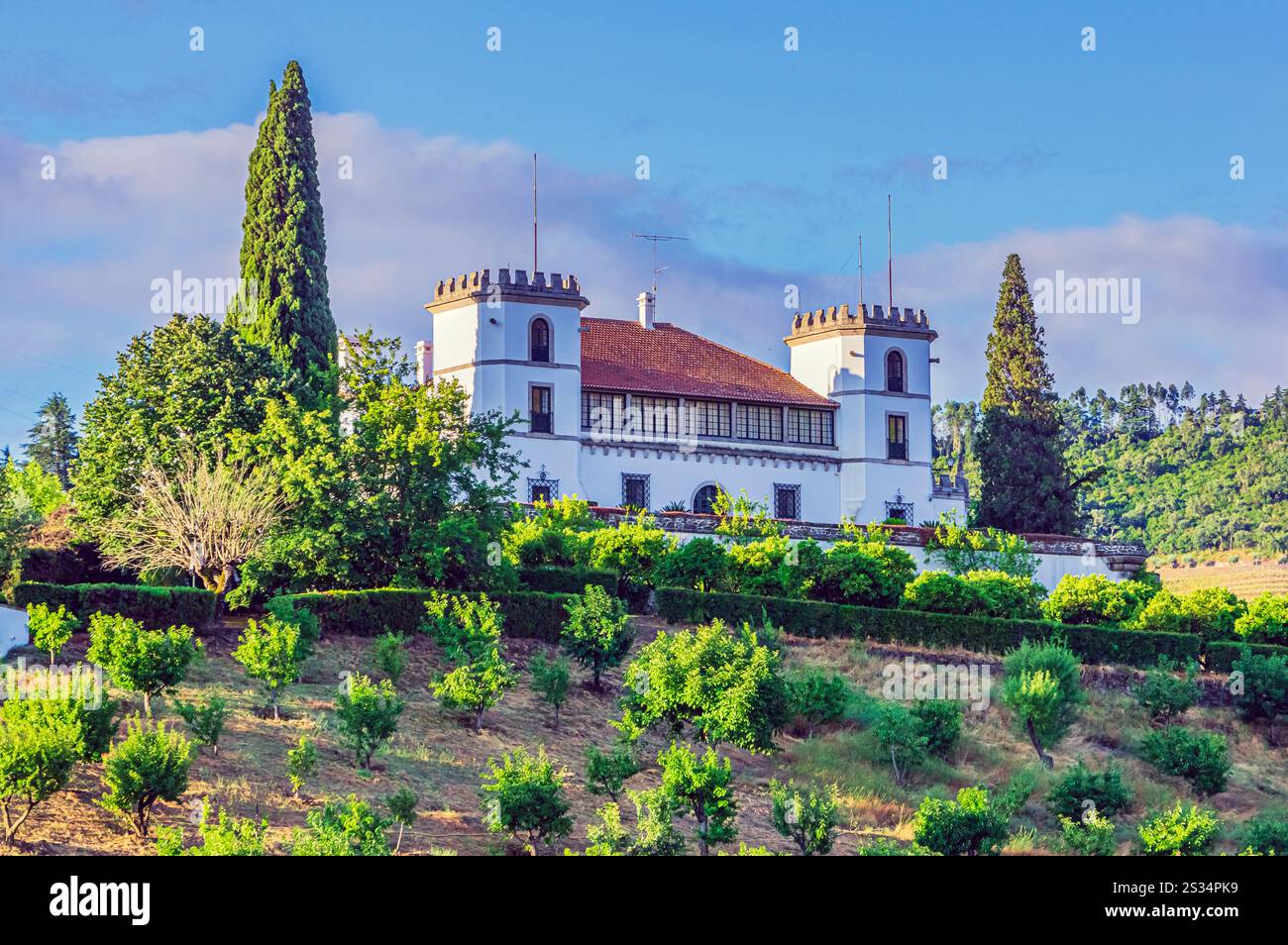 Vignobles et oliveraies dans la région de Pinhao, district de Vila Real, Portugal Banque D'Images
