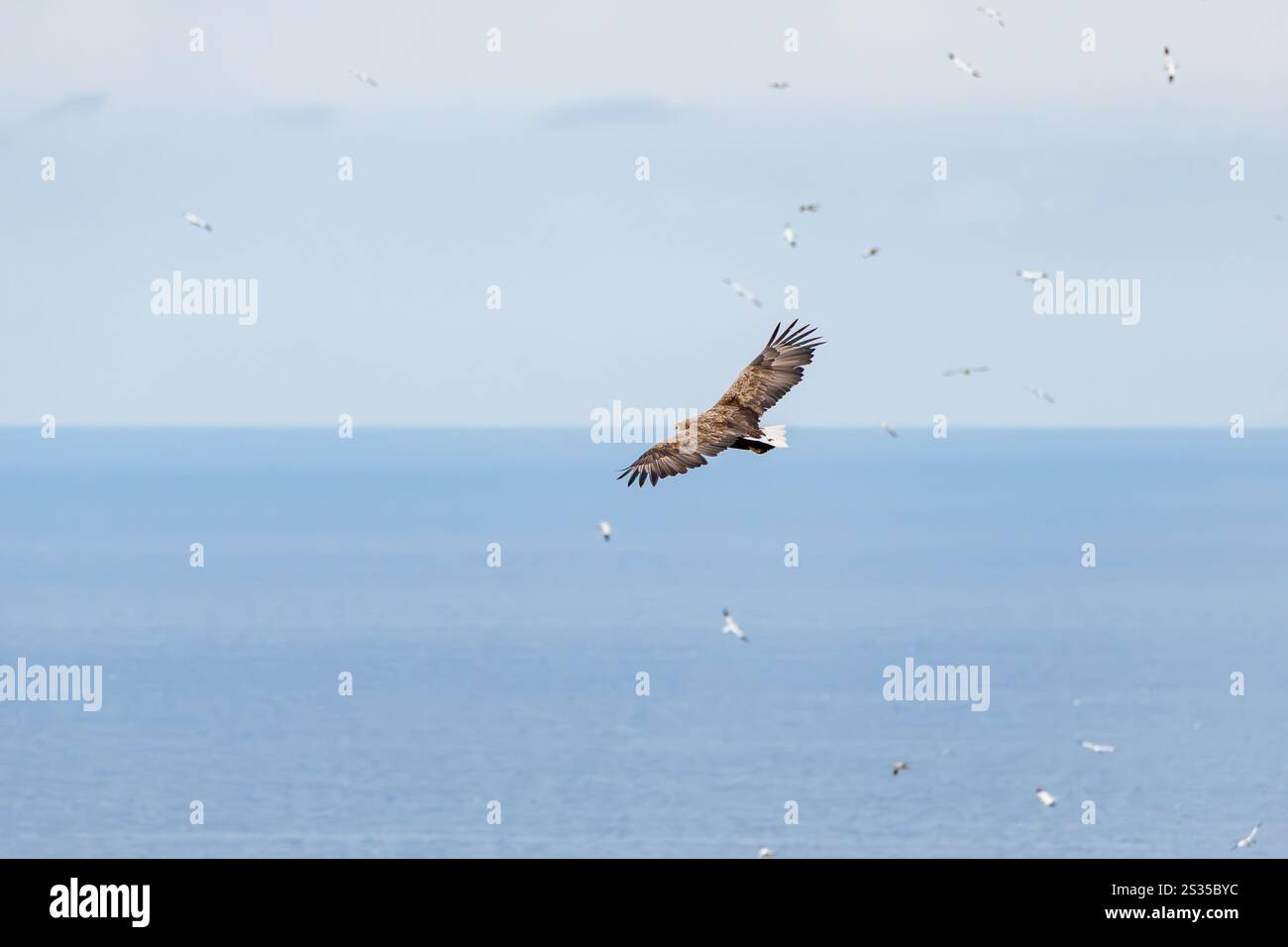 Norvège, Runde Island, Sea Eagle Banque D'Images
