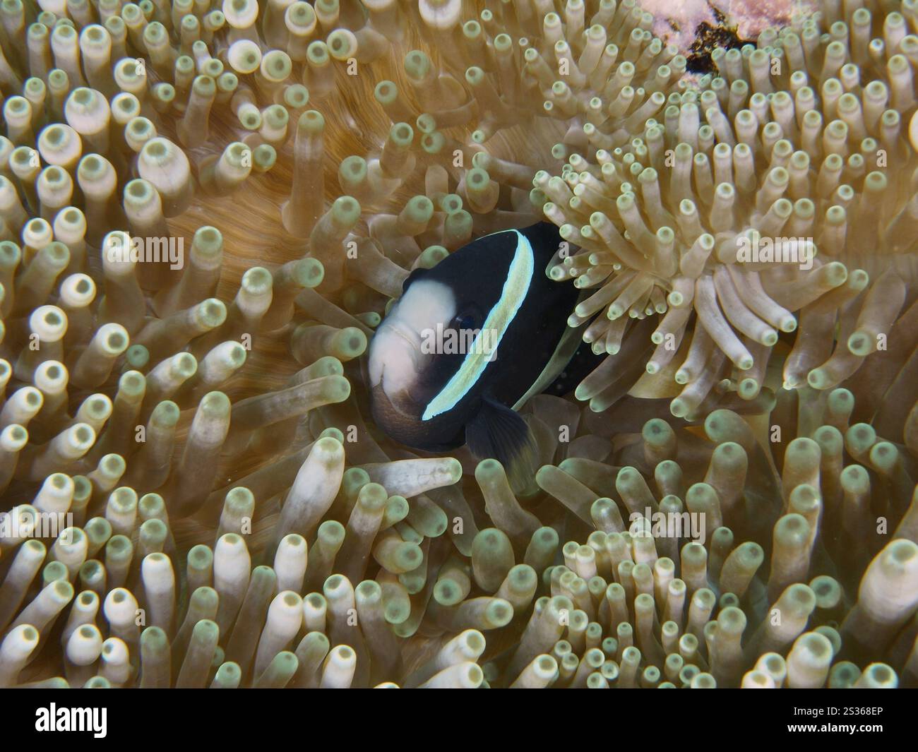 Un poisson-clown avec des rayures noires de corps, anémonefish de Clark (Amphiprion clarkii) mélanistique, se cachant entre les tentacules verts d'une anémone de mer, plongent si Banque D'Images