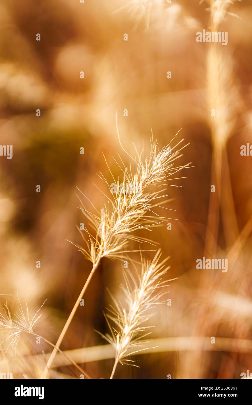 herbe dorée dans le sunshie Banque D'Images