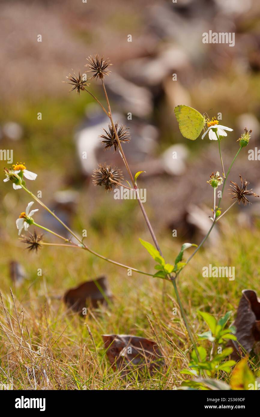 plantes et fleurs au soleil Banque D'Images