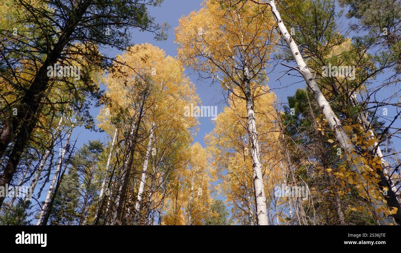 Les arbres de Aspen changent de couleur à l'automne dans le Colorado. Banque D'Images