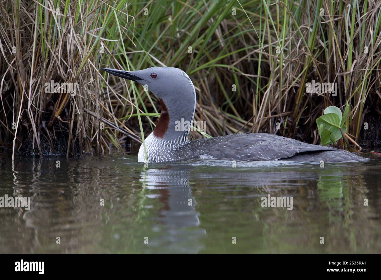 Plongeon catmarin Gavia stellata, Banque D'Images