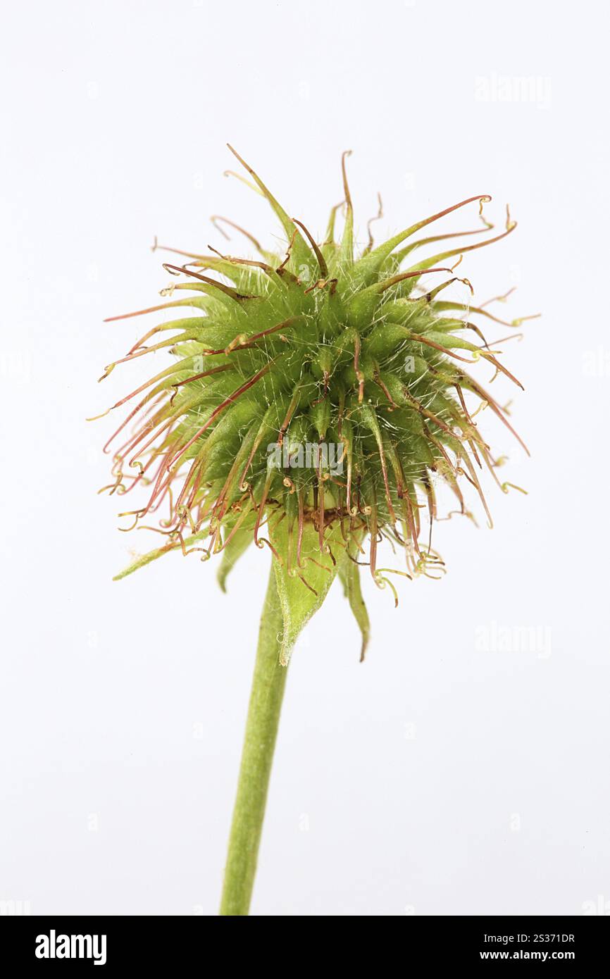 Bois avens, Geum urbanum, inflorescence Banque D'Images