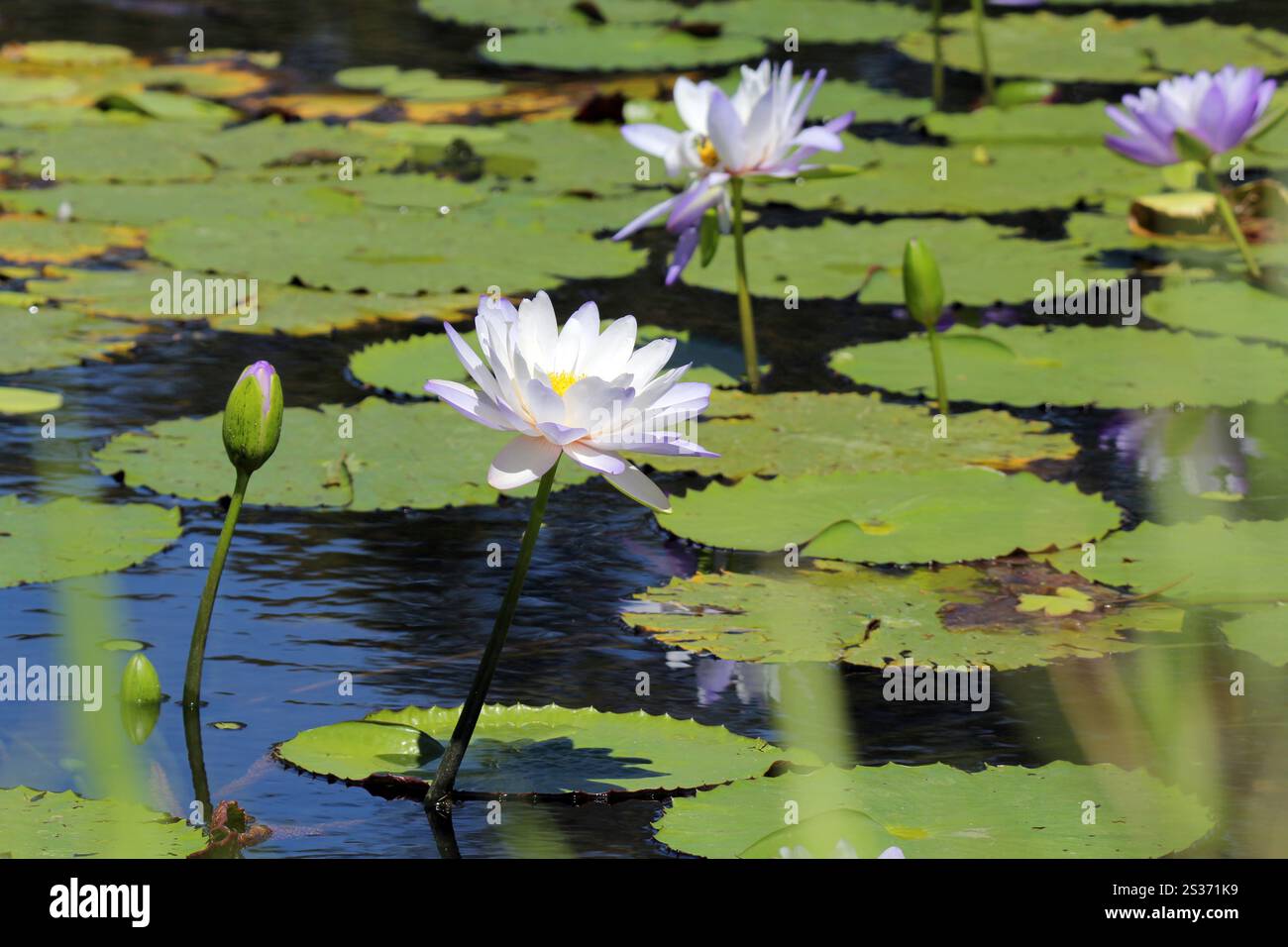 Fleurs de nénuphar de lotus violet dans un étang d'eau Banque D'Images