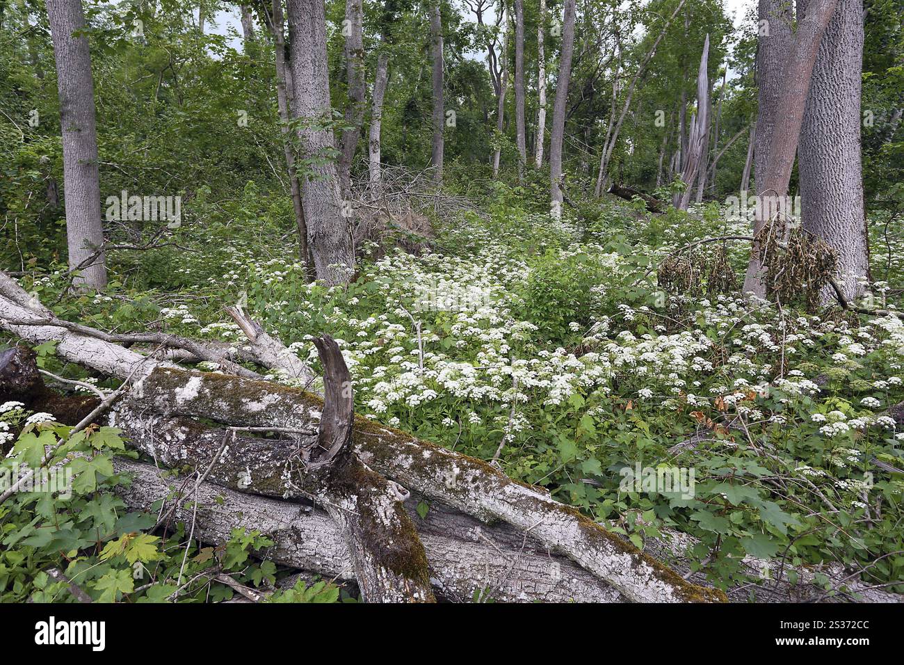Forêt riveraine de feuillus sur le Danube en Bavière Banque D'Images