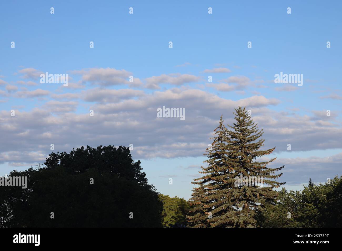 lever de soleil sur des pins contre des nuages gris blancs dans un ciel bleu doux Banque D'Images