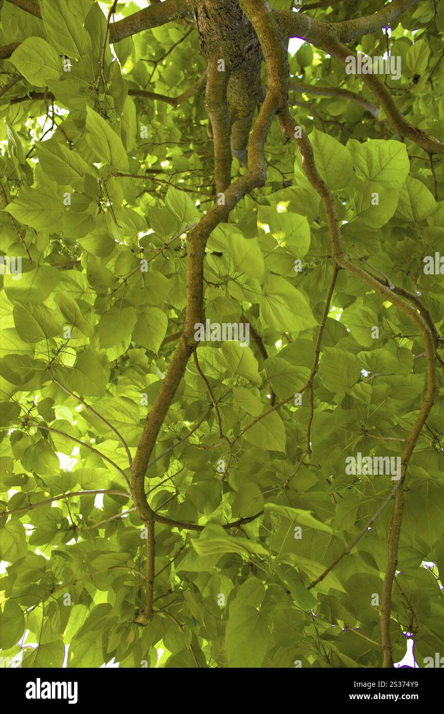 Feuillage d'un arbre, photo symbolique pour la croissance et la nature Banque D'Images