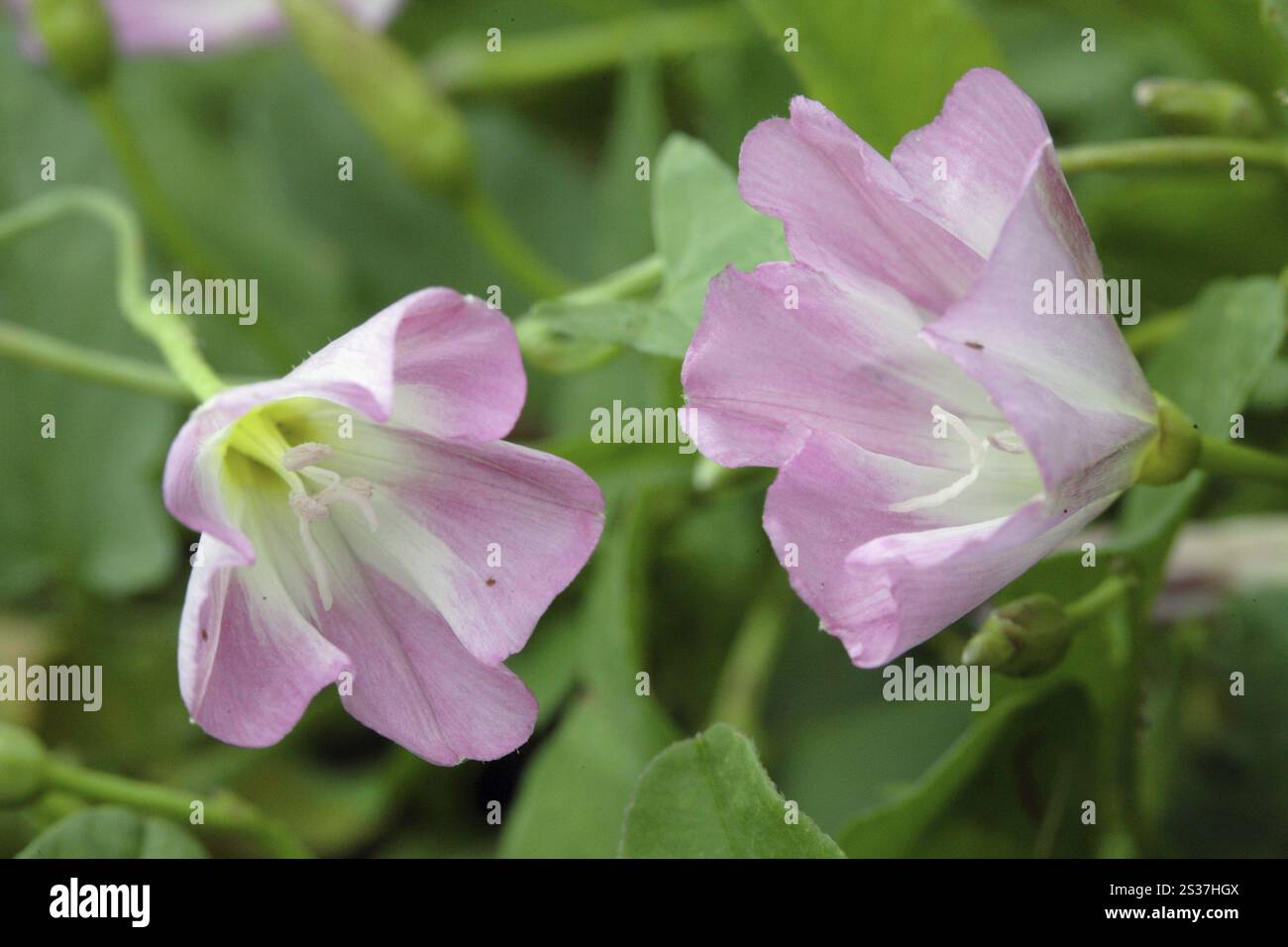 Bindweed de champ, Convolvulus arvensis Banque D'Images