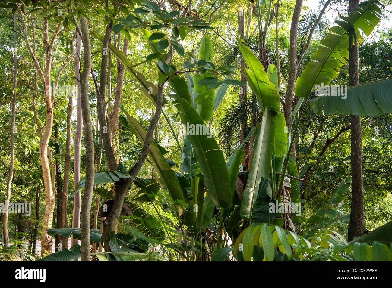 Un jardin forestier avec des plantes tropicales au Wat Huay Mongkol près de la ville de Hua Hin dans la province de Prachuap Khiri Khan en Thaïlande, Thaïlande, Banque D'Images