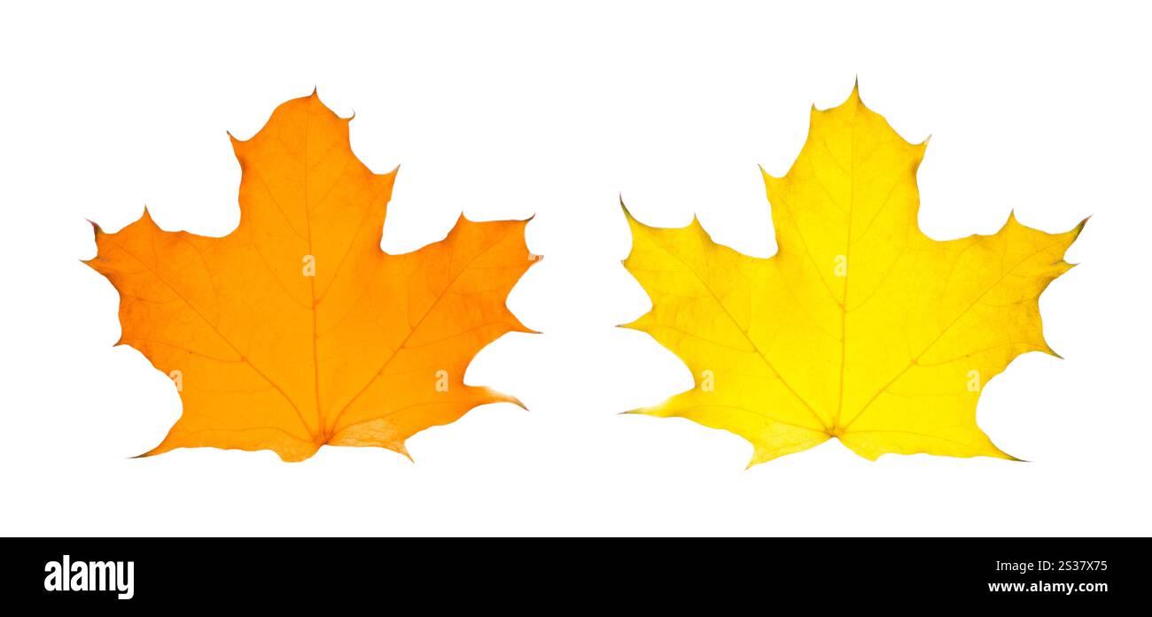 feuilles d'automne érable isolé sur fond blanc. feuilles d'automne de l'érable Banque D'Images