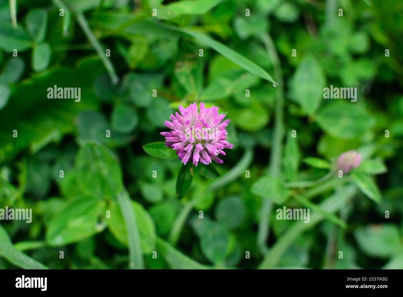 Fleur de trèfle unique sur une photo macro de prairie verte. Fleur de trèfle unique sur une prairie verte Banque D'Images