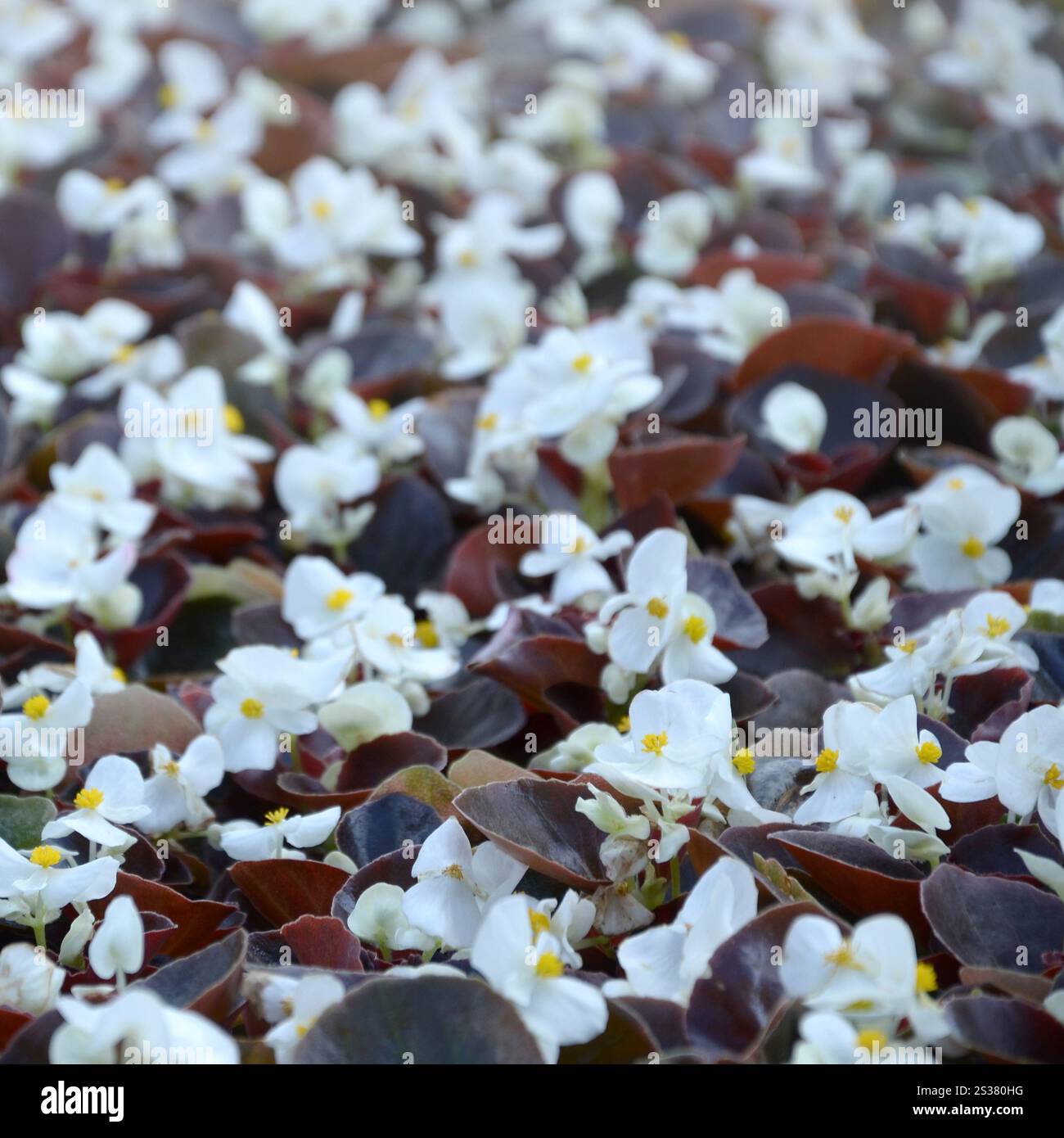 Blanc Begonia cucullata également connu sous le nom de bégonia de cire et bégonia clubed. Champ avec de petites fleurs blanches jardin de près. Blanc Begonia cucullata aussi Banque D'Images