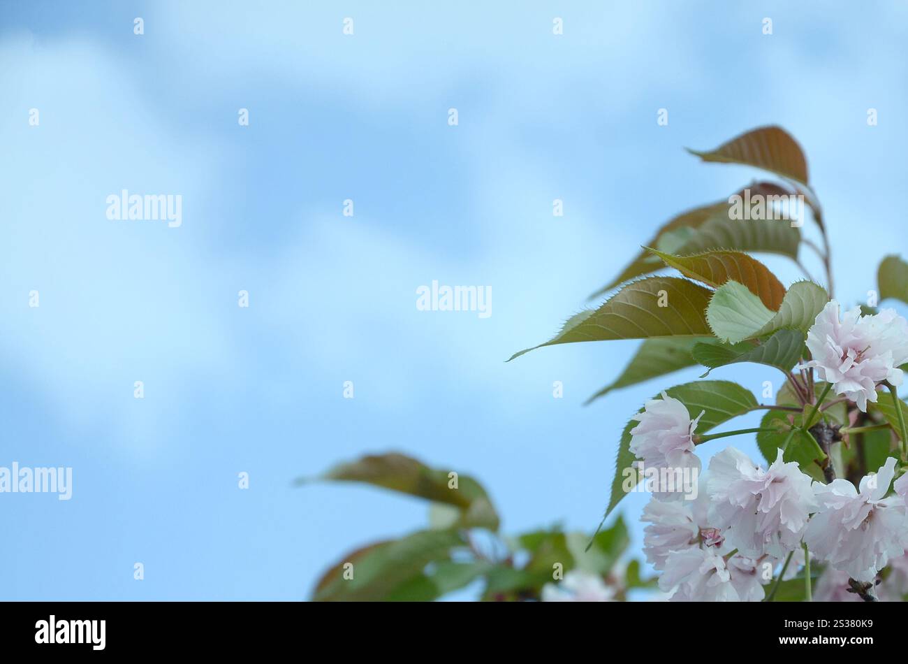 Cherry Sakura au Japon en saison de floraison. Pétales rose pastel de branche de cerise de couleur similaire au corail vivant. Sakura cerise rose pastel au Japon Banque D'Images