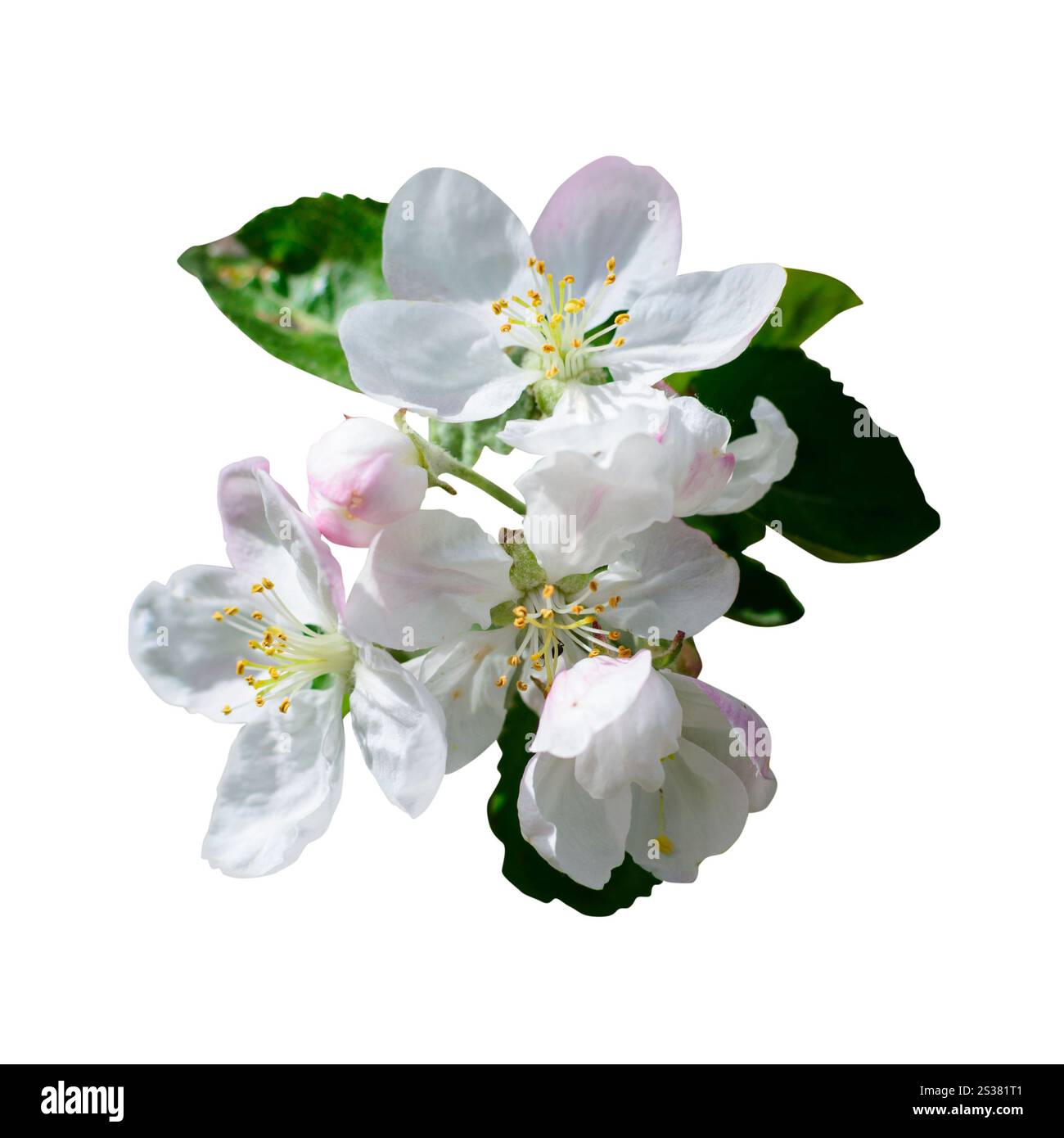 Fleurs blanches pommier isolé fond blanc photo nature. Fleurs blanches pommier isolé fond blanc Banque D'Images