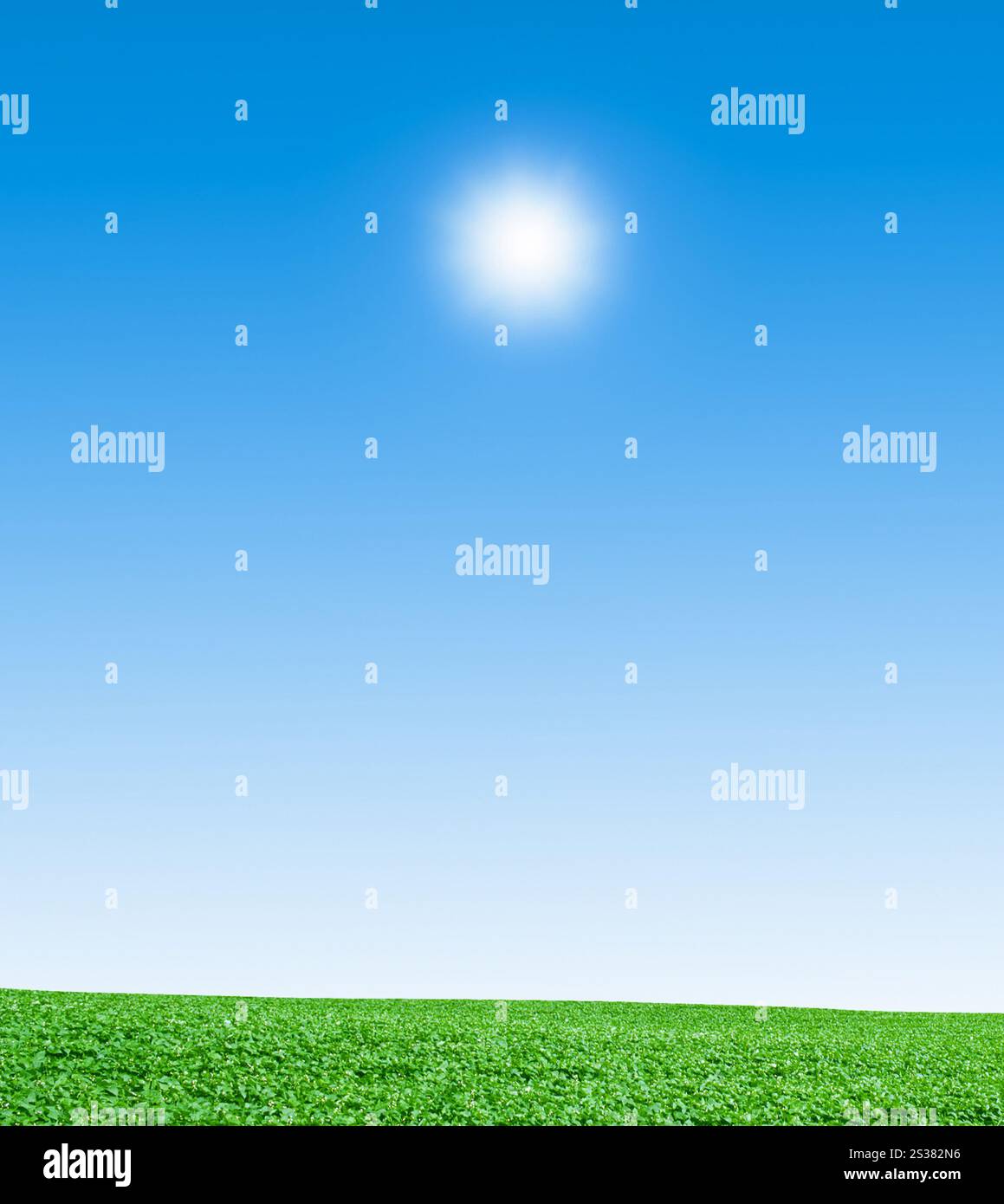 champ vert et ciel bleu. champ vert et ciel Banque D'Images