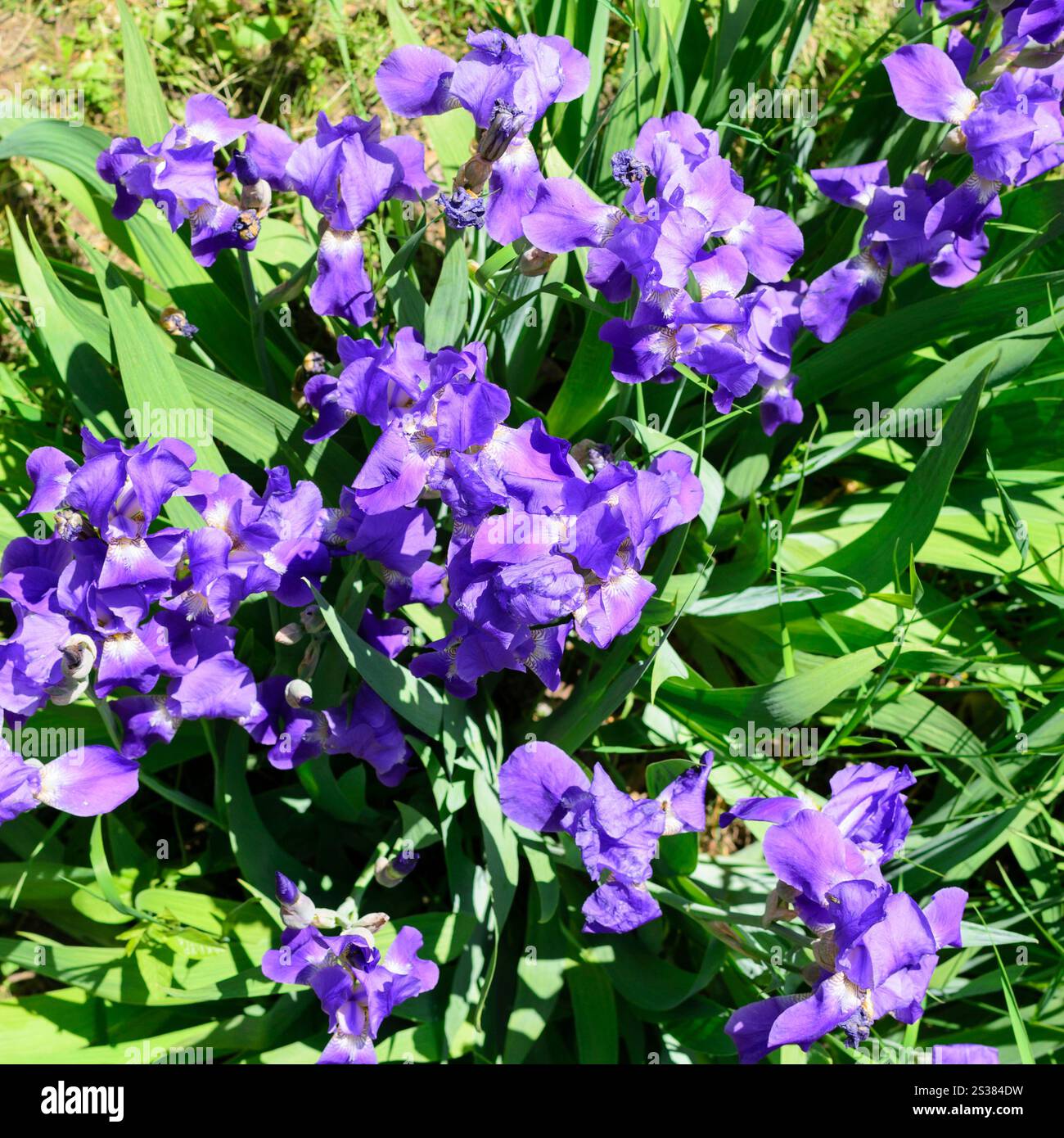 Iris bleu fleurs de printemps photo nature. Fleurs printanières d'iris bleu Banque D'Images