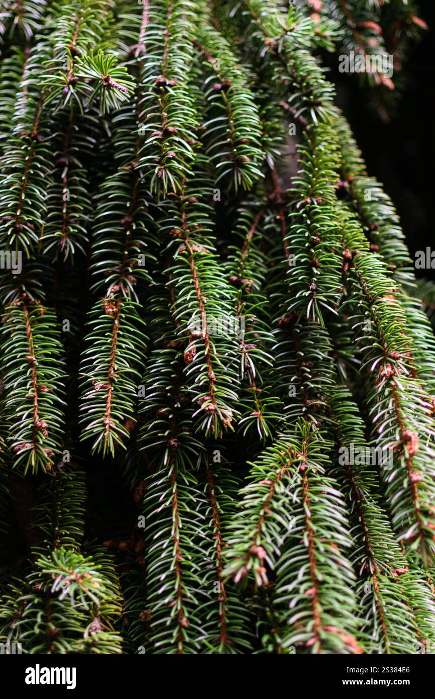 Branches des photos macro de texture sapin. Branches de la texture du sapin Banque D'Images