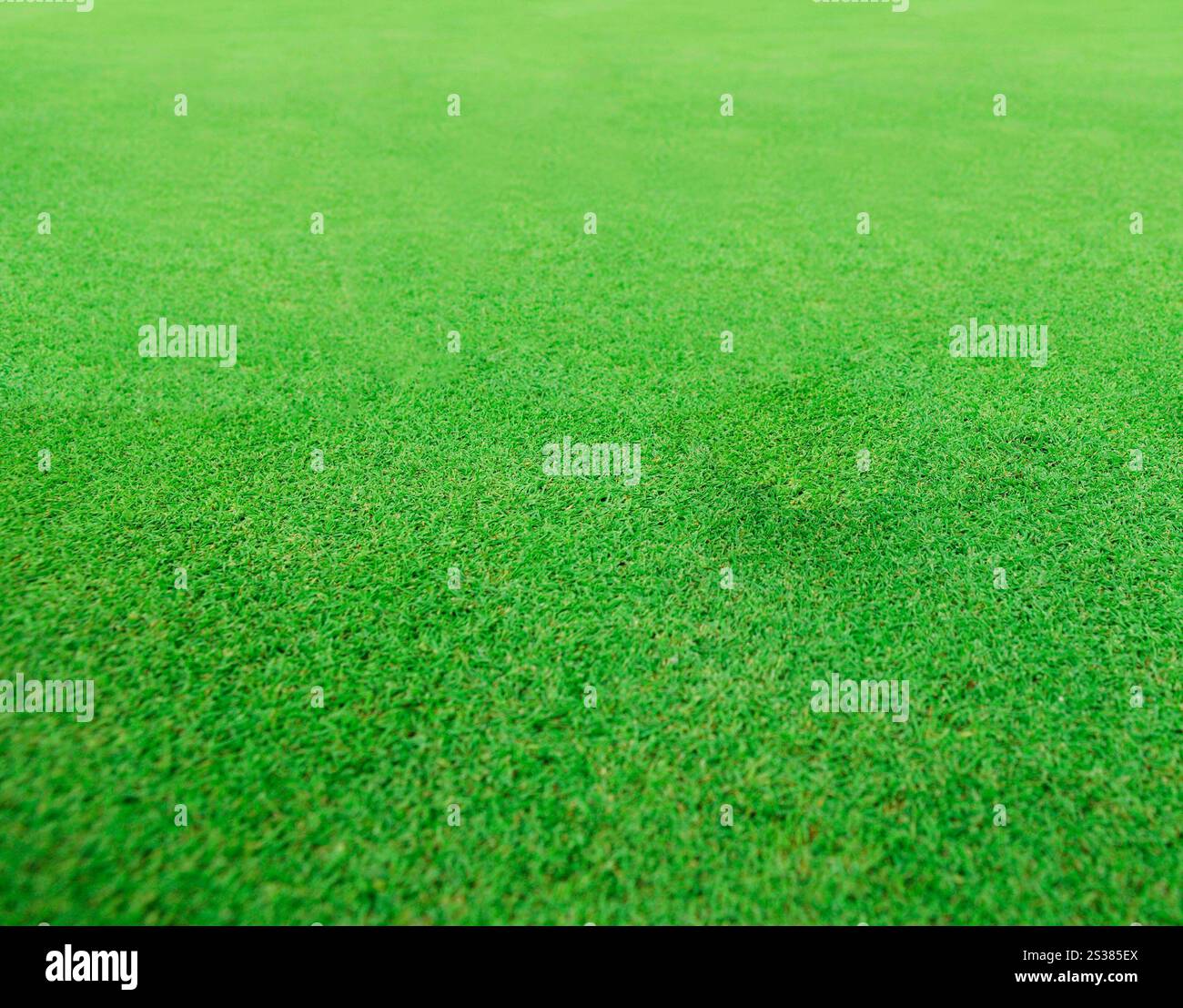 Texture de champ verte en gros plan Banque D'Images