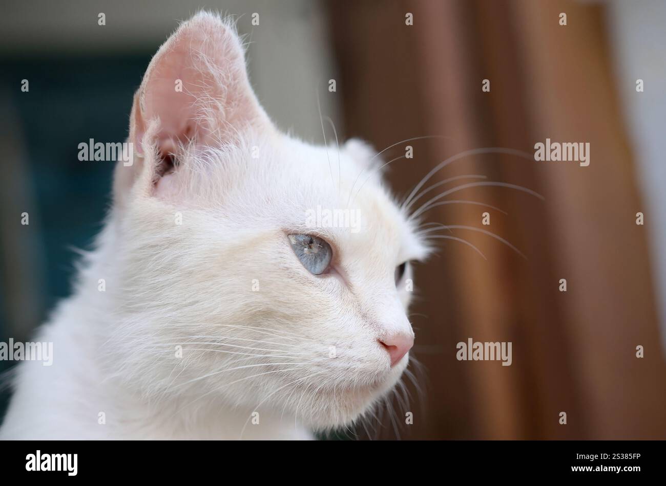 Un chat blanc pur avec des yeux bleu turquoise et des oreilles défectueuses roses à l'extérieur. Chat blanc pur avec les yeux bleu turquoise et les oreilles défectueuses roses Banque D'Images