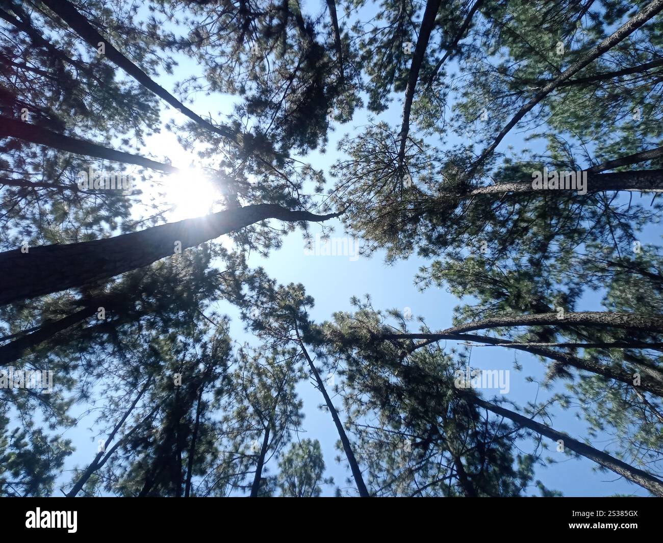 Canopée de pins avec le soleil brille à travers les branches contre un ciel bleu clair. - Image de stock capturée avec un smartphone