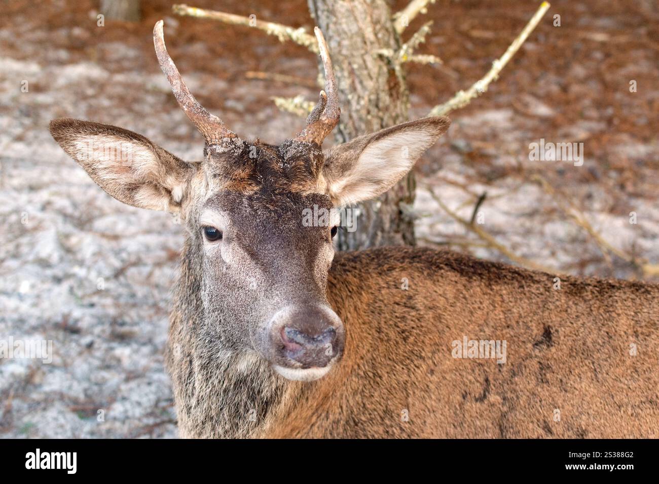 Mâle cerf avec de gros bois dans le parc naturel. Animal de cerf photo de la faune. Mâle cerf avec de gros bois dans le parc naturel. Photo de la faune. Banque D'Images
