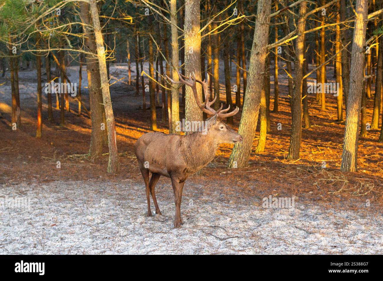 Mâle cerf avec de gros bois dans le parc naturel. Animal de cerf photo de la faune. Mâle cerf avec de gros bois dans le parc naturel. Photo de la faune. Banque D'Images