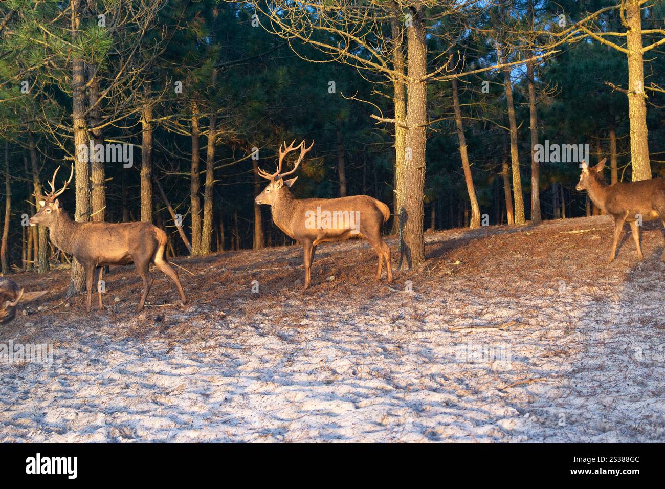 Mâle cerf avec de gros bois dans le parc naturel. Animal de cerf photo de la faune. Mâle cerf avec de gros bois dans le parc naturel. Photo de la faune. Banque D'Images