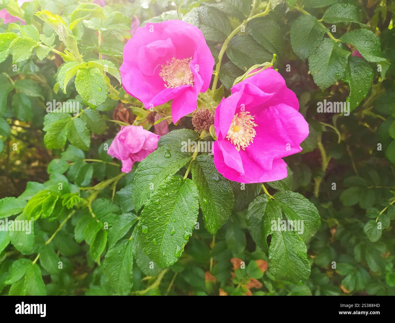 Rose sauvage dans le jardin. Photo macro fleur pour la romance et l'amour. Belle nature fleurit. Rose sauvage dans le jardin. Photo macro fleur pour le romantisme Banque D'Images